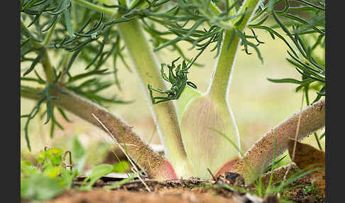 Gemeines Rutenkraut (Ferula communis)