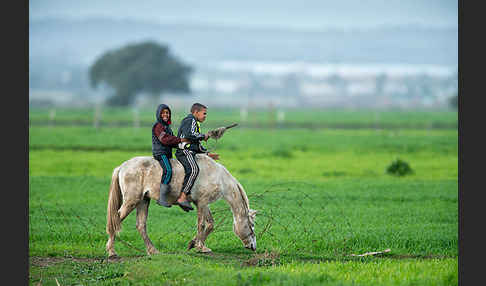 Hauspferd (Equus caballus)