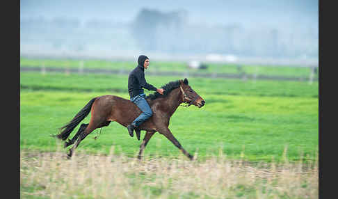 Hauspferd (Equus caballus)