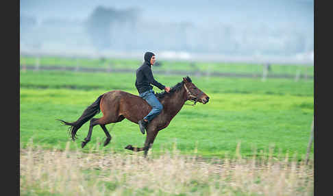 Hauspferd (Equus caballus)