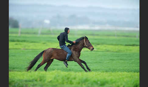 Hauspferd (Equus caballus)