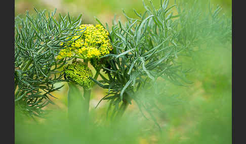 Gemeines Rutenkraut (Ferula communis)