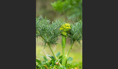 Gemeines Rutenkraut (Ferula communis)