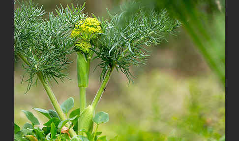 Gemeines Rutenkraut (Ferula communis)