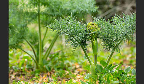 Gemeines Rutenkraut (Ferula communis)