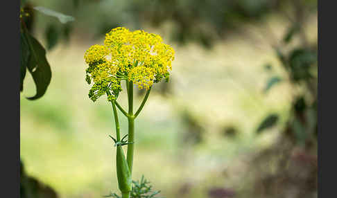 Gemeines Rutenkraut (Ferula communis)