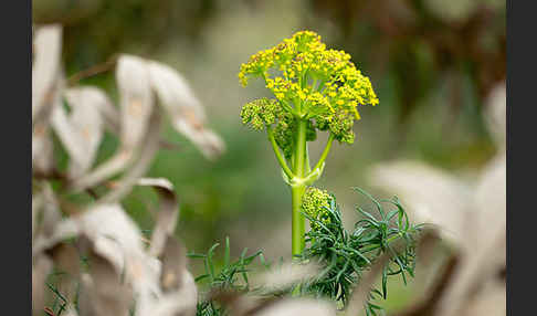 Gemeines Rutenkraut (Ferula communis)