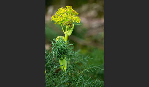 Gemeines Rutenkraut (Ferula communis)