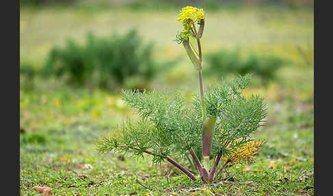 Gemeines Rutenkraut (Ferula communis)