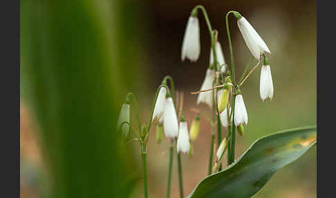 Herbstknotenblume (Leucojum autumnale)