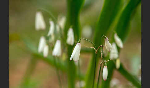 Herbstknotenblume (Leucojum autumnale)