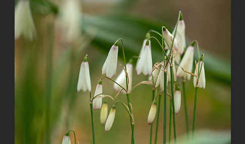 Herbstknotenblume (Leucojum autumnale)