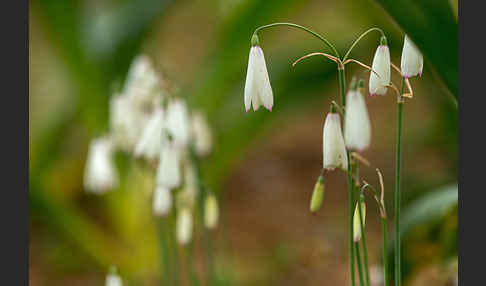 Herbstknotenblume (Leucojum autumnale)