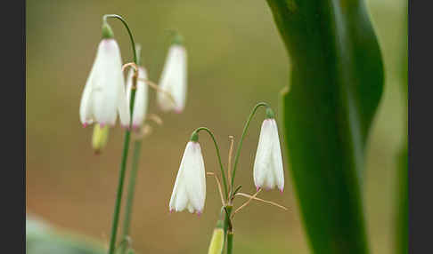 Herbstknotenblume (Leucojum autumnale)