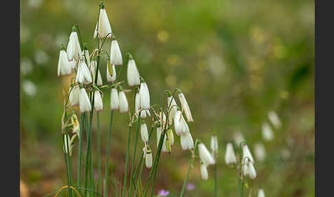 Herbstknotenblume (Leucojum autumnale)