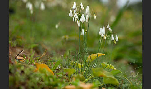 Herbstknotenblume (Leucojum autumnale)