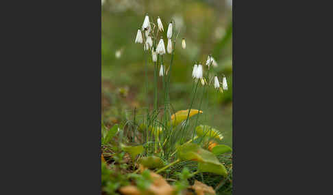 Herbstknotenblume (Leucojum autumnale)