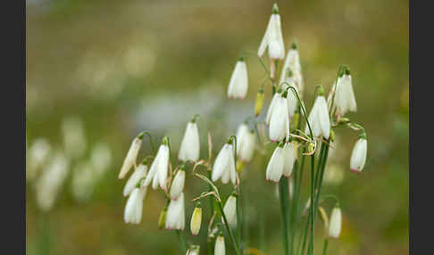 Herbstknotenblume (Leucojum autumnale)