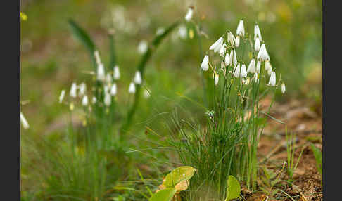 Herbstknotenblume (Leucojum autumnale)