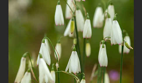 Herbstknotenblume (Leucojum autumnale)