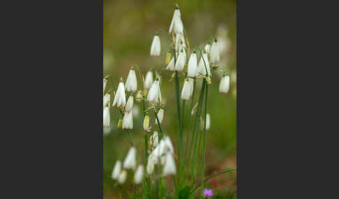 Herbstknotenblume (Leucojum autumnale)