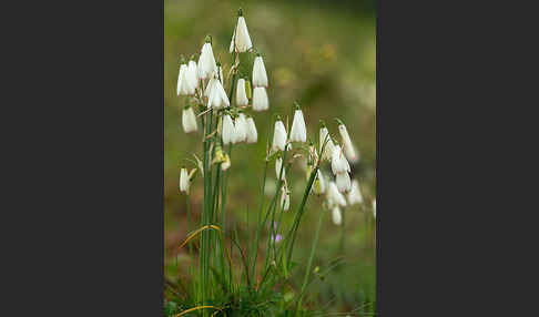 Herbstknotenblume (Leucojum autumnale)