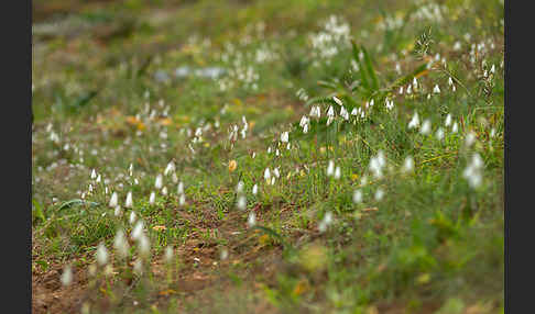 Herbstknotenblume (Leucojum autumnale)