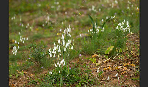 Herbstknotenblume (Leucojum autumnale)