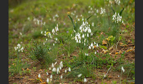 Herbstknotenblume (Leucojum autumnale)