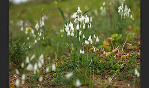 Herbstknotenblume (Leucojum autumnale)