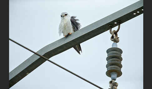 Gleitaar (Elanus caeruleus)