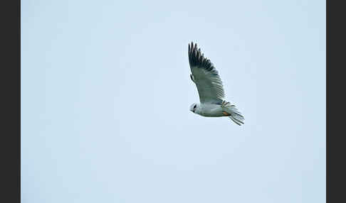 Gleitaar (Elanus caeruleus)