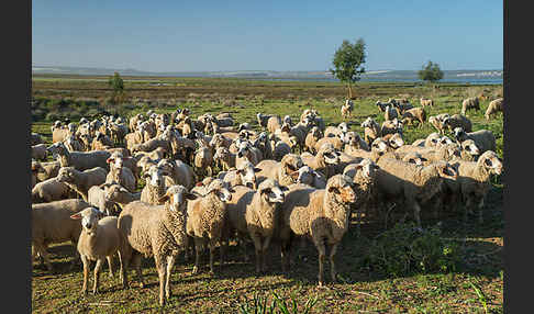 Hausschaf (Ovis gmelini aries)