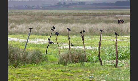 Dohle (Corvus monedula)