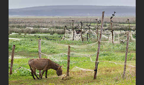 Hausesel (Equus asinus)