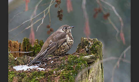 Misteldrossel (Turdus viscivorus)