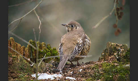 Misteldrossel (Turdus viscivorus)