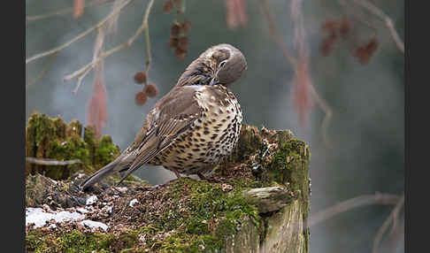 Misteldrossel (Turdus viscivorus)