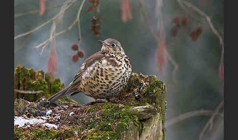 Misteldrossel (Turdus viscivorus)