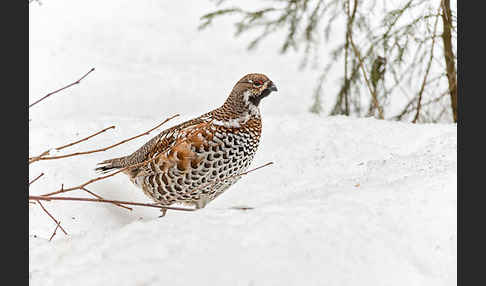 Haselhuhn (Tetrastes bonasia)