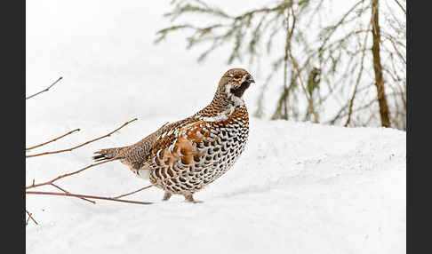 Haselhuhn (Tetrastes bonasia)