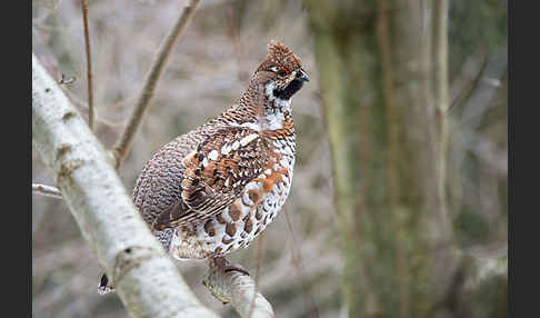 Haselhuhn (Tetrastes bonasia)