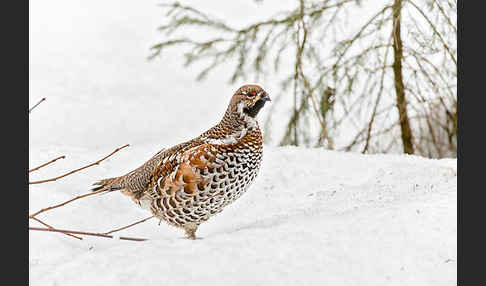 Haselhuhn (Tetrastes bonasia)