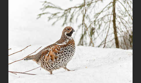 Haselhuhn (Tetrastes bonasia)