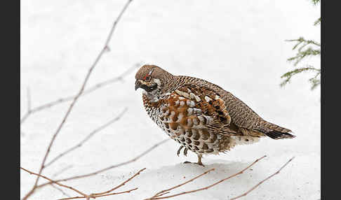 Haselhuhn (Tetrastes bonasia)