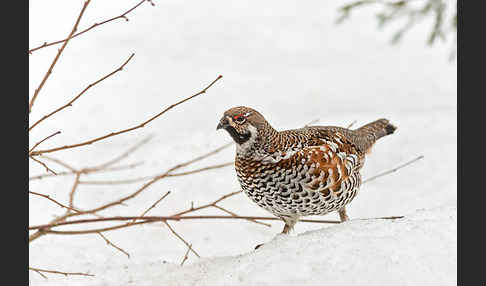 Haselhuhn (Tetrastes bonasia)