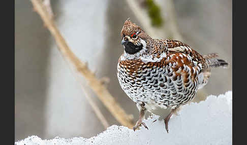 Haselhuhn (Tetrastes bonasia)