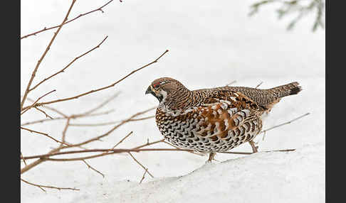 Haselhuhn (Tetrastes bonasia)