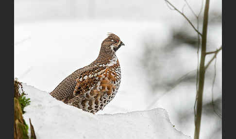 Haselhuhn (Tetrastes bonasia)