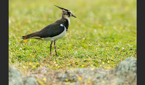 Kiebitz (Vanellus vanellus)